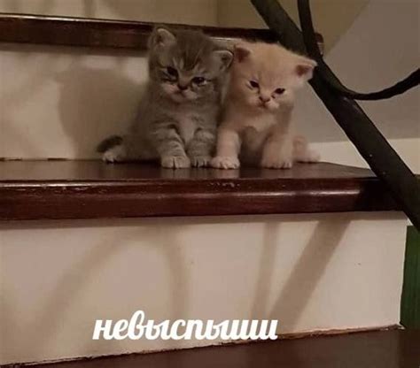Pin di ^ - ^ su O_o | Memi