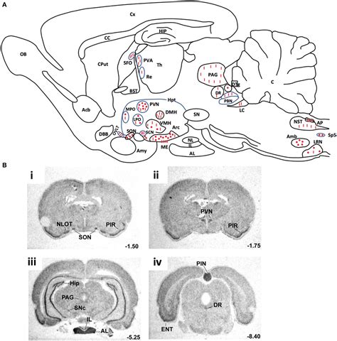 Frontiers | Role of the Vasopressin/Apelin Balance and Potential Use of ...