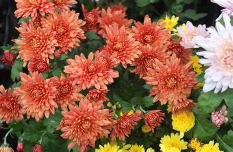 chrysanthemum indian mix growing  seeds   reviews