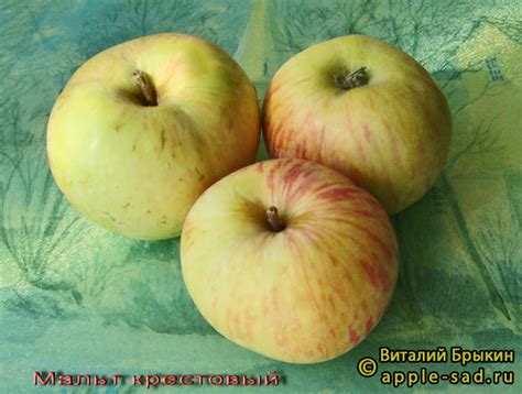 Яблоня Мальт Крестовый - описание сорта и фото яблок