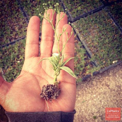 Гипсофила (Gypsophila) — описание, выращивание, фото | на LePlants.ru