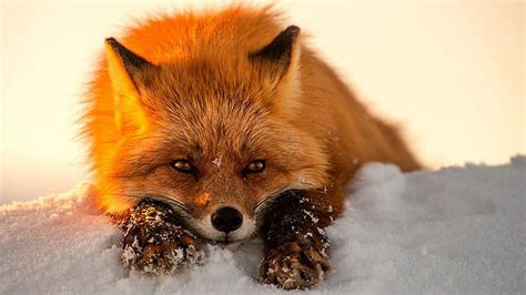 Red Fox In Snow Wallpaper Clipart