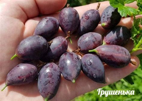 Друзья , в наличии саженцы крыжовника ГРУШЕНЬКА . Это один из самых ...