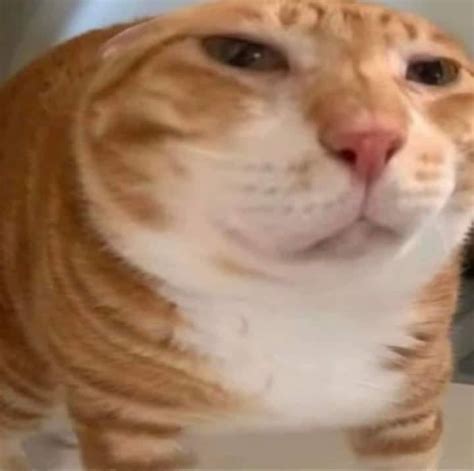 heh. : r/Catmemes