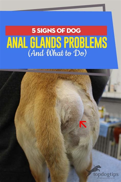 How To Treat Dog Hemorrhoids