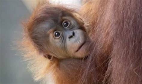 Our Baby Orangutan Has A Name! | CCC Engage