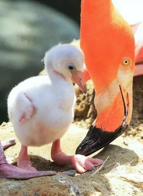 Flamingo baby & mom | Baby animals, Animals wild, Animals beautiful