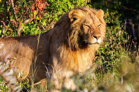 premium photo portrait   male lion   bush