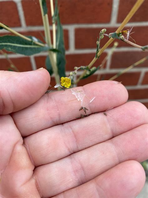 Foraging Wild Lettuce (Identification & Uses) — Practical Self Reliance