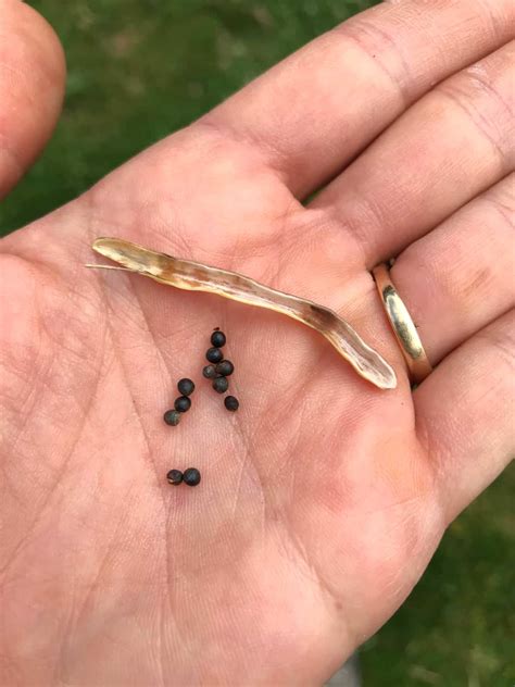 How to Save Kale Seeds - The Daring Gourmet