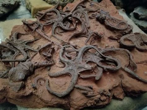 The Enigmatic Beauty of Crinoids: A Journey Through Time – Crystal ...