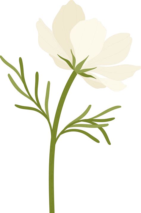 White cosmos flower hand drawn illustration. 10172832 PNG