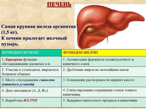 Пищеварение в желудке и кишечнике - презентация онлайн