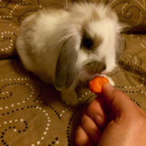 How to Teach Your Bunny Simple Tricks! : 3 Steps (with Pictures ...