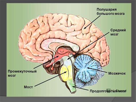 Отделы головного мозга - презентация онлайн