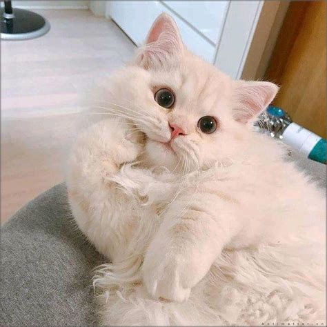 Chia sẻ 71+ ảnh mèo cute pinterest đẹp nhất - Sai Gon English Center