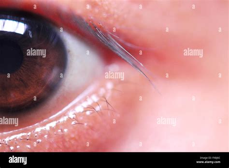 indonesian eye pupil stock photo alamy