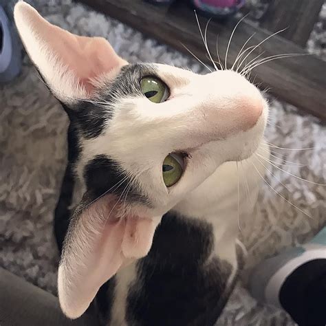 Long Nose Cat Breed | atelier-yuwa.ciao.jp