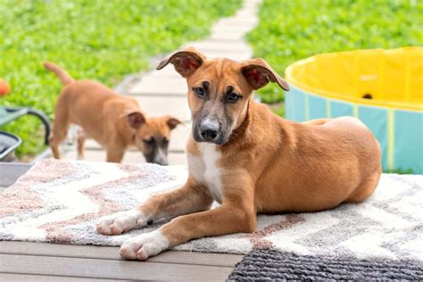 Black Mouth Cur Mixes: 13 Fearless and Protective Crossbreeds