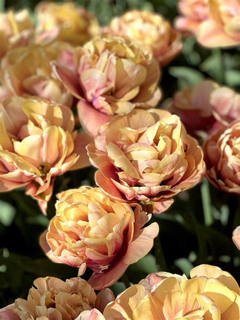 Tulpan La Belle Epoque | DutchGrown™ | Blomsterlökar från Holland