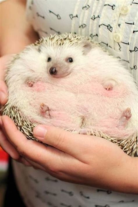 Fat Hedgehog | Cute and Funny Animals