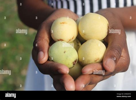 mature marula fruit  res stock photography  images alamy