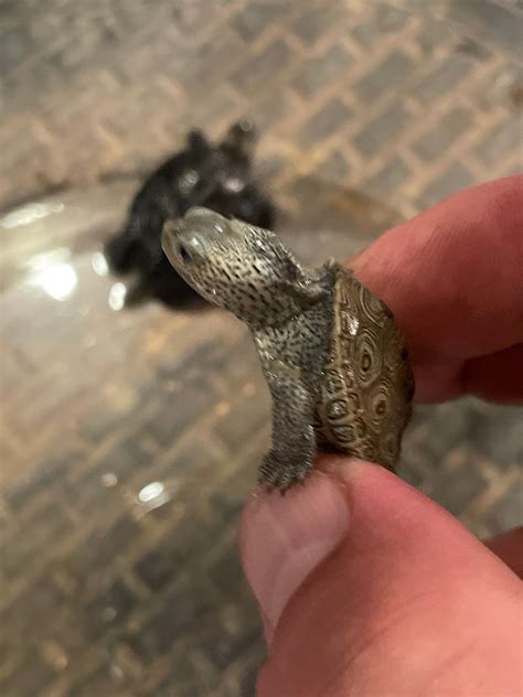 Centrata Diamondback Terrapins (Malaclemys terrapin centrata) – S&D