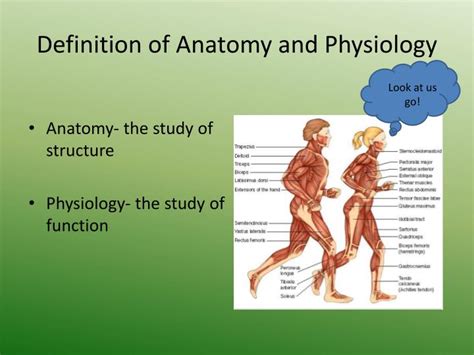 PPT - The Anatomy and Physiology of the Muscular System PowerPoint ...