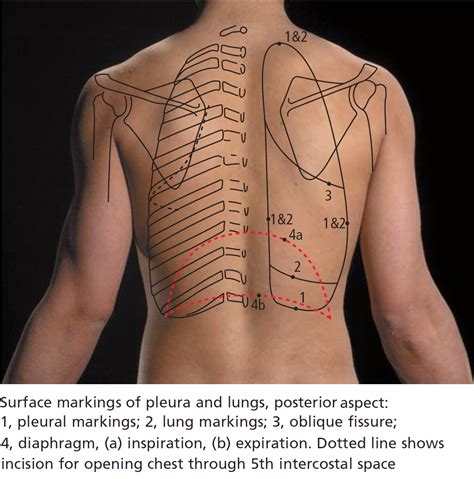 Posterior Anatomy Of The Lungs