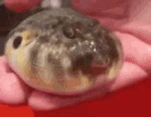 Puffer Fish Gif GIFs | Tenor