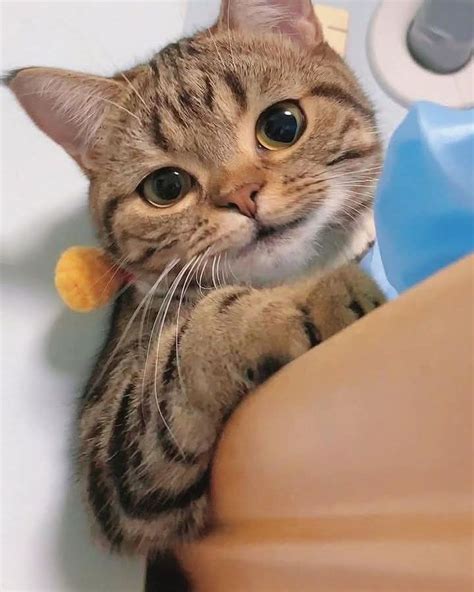 cute pet photography animais gatti carini
