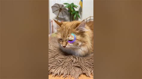 TOP TREND TIKTOK IRISKA CAT - YouTube