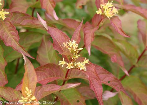 Kodiak® Orange Diervilla | Plant Addicts