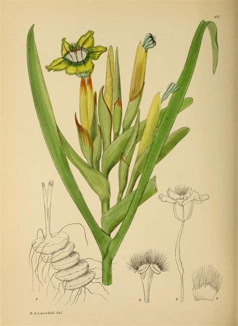 Ботанические иллюстрации THE FLOWERING PLANTS OF AFRICA ( Цветущие ...