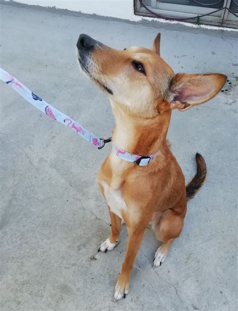 dog collar  leash sewing pattern dog collar tutorial  etsy