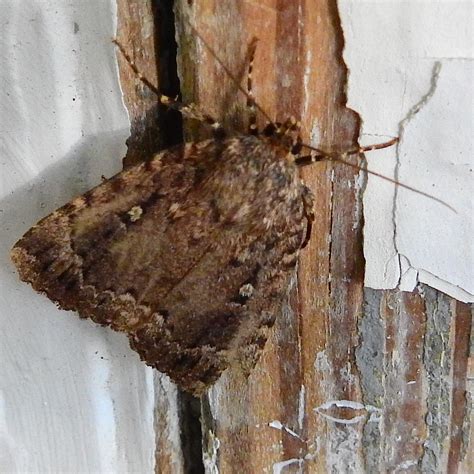 moths inhs environmental education