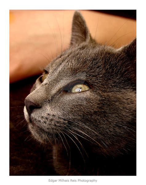 Gray Cat by verlang on DeviantArt
