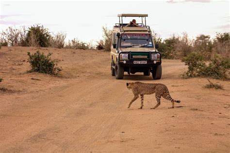 3 Days Tsavo East Safari | GetYourGuide