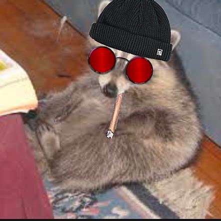 stoned_raccoons | TikTok | Linktree