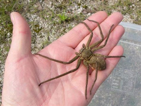 A Non Venomous Australian Spider (5 pics + 1 gif) in 2023 | Australian ...