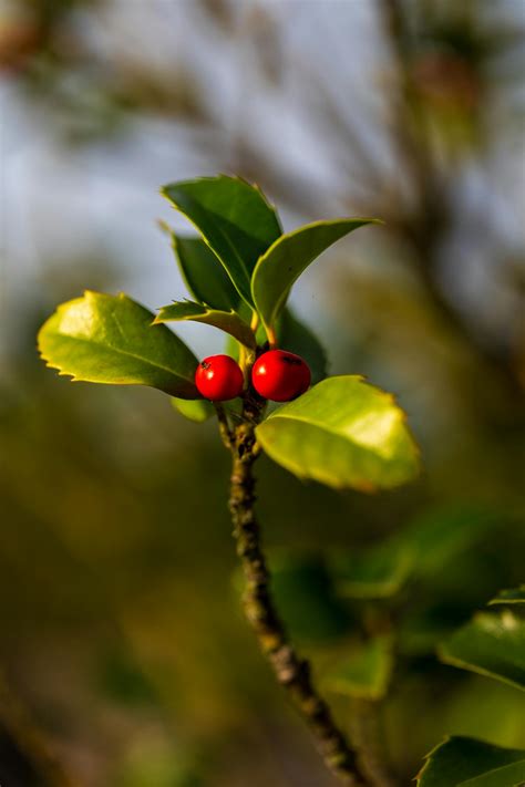 Holly Halston Photos, Download The BEST Free Holly Halston Stock Photos