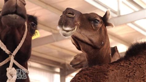 Would you eat camel milk ice cream? | CNN Business