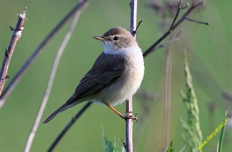 Садовая славка Sylvia borin Garden Warbler