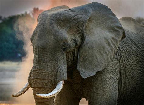 White Elephant Photos, Download The BEST Free White Elephant Stock ...