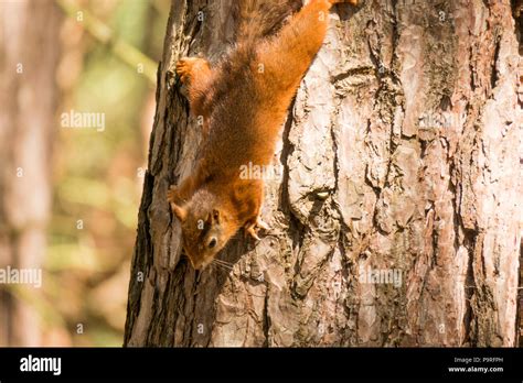 Eurasian Red squirrel Stock Photo - Alamy