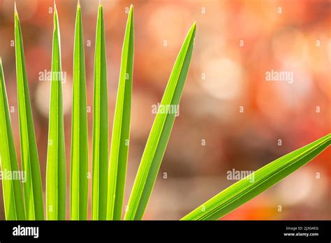 colour  leaves stock photo alamy