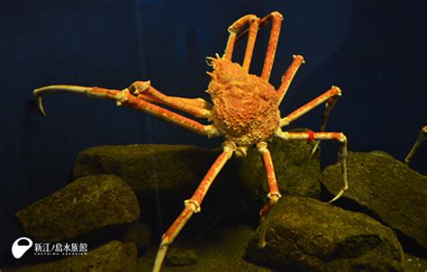 タカアシガニたち！ | えのすいトリーター日誌 | 新江ノ島水族館