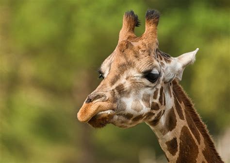 O Que Significa Sonhar Com Girafa - O que significa sonhar com girafa? - Interpretação de sonhos