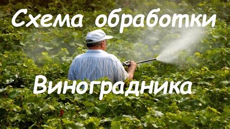 Схема обработки винограда фунгицидами от болезней и вредителей. - YouTube