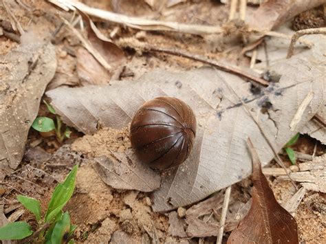 Bullet Millipede Photo - Free photo on Pixabay - Pixabay